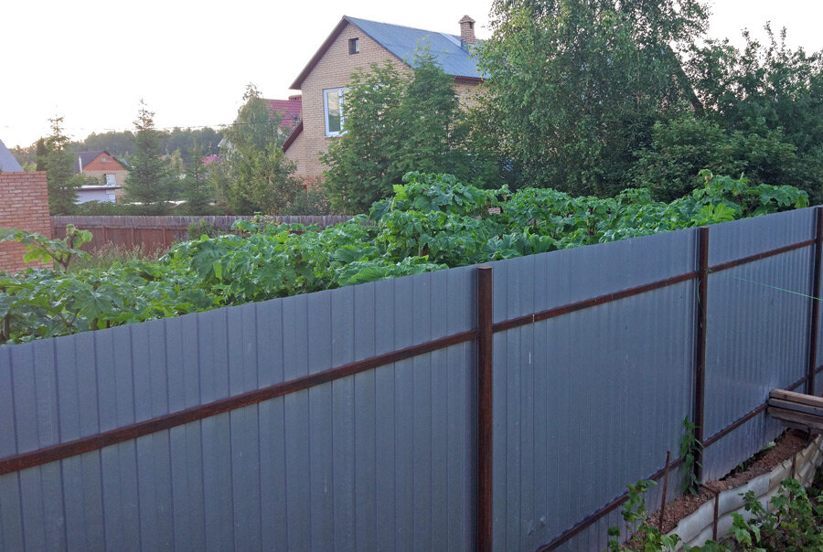 Это за моим забором. Еще нет бутонов, но уже вот-вот.