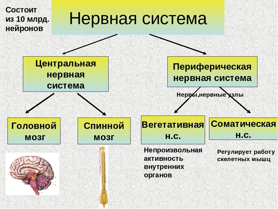 На рисунках представлены нейрон нервная ткань головной мозг и нервная система человека