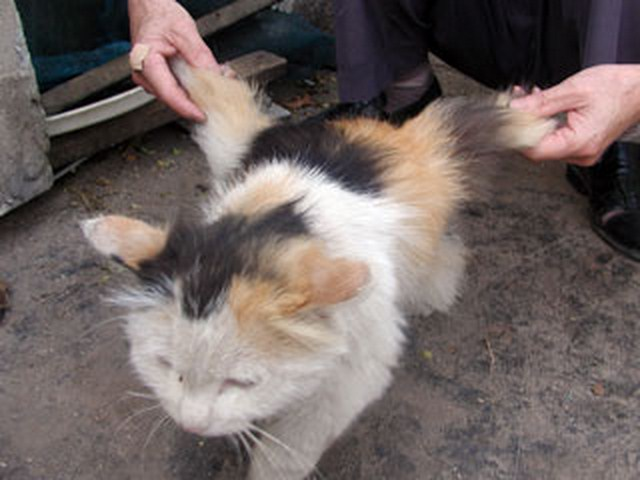 Нет, Мурзик, сегодня летать не пойдёшь, там дождь и туман. 