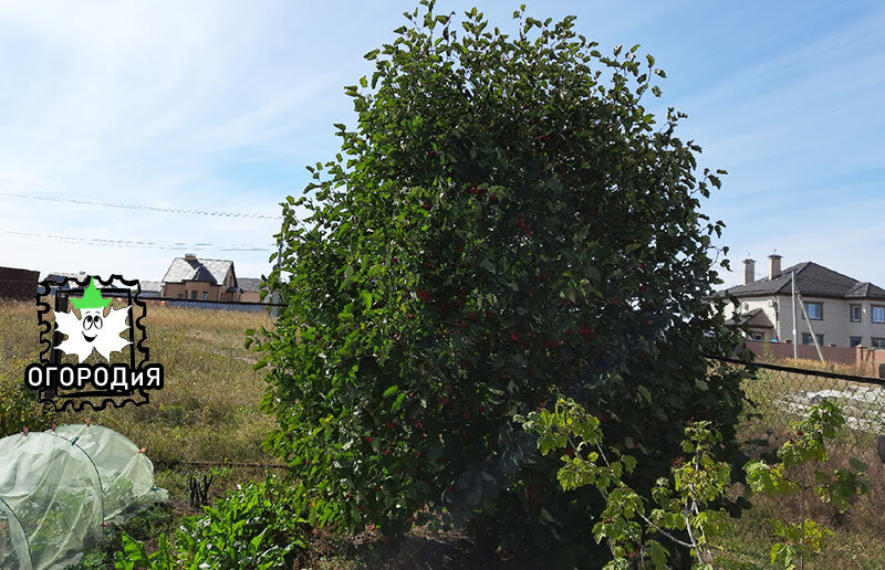 Наш боярышник