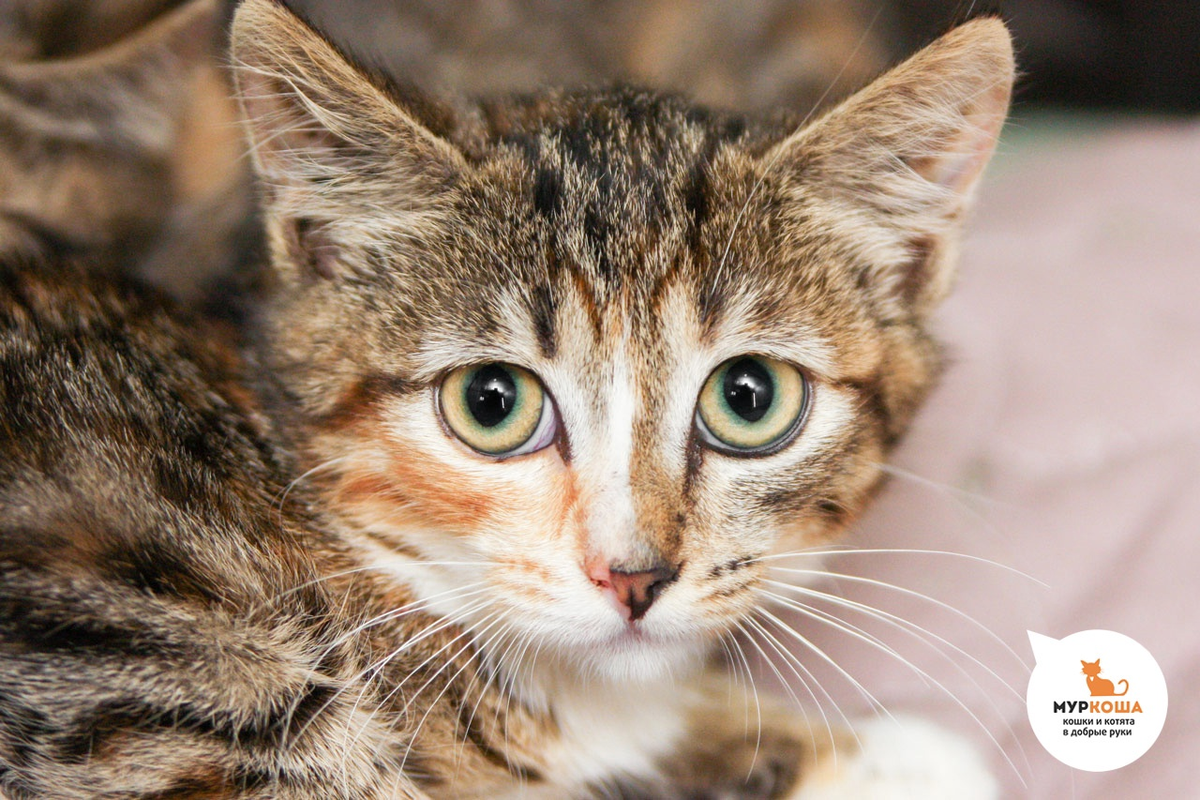 Котюля - обладательница невероятных глаз!