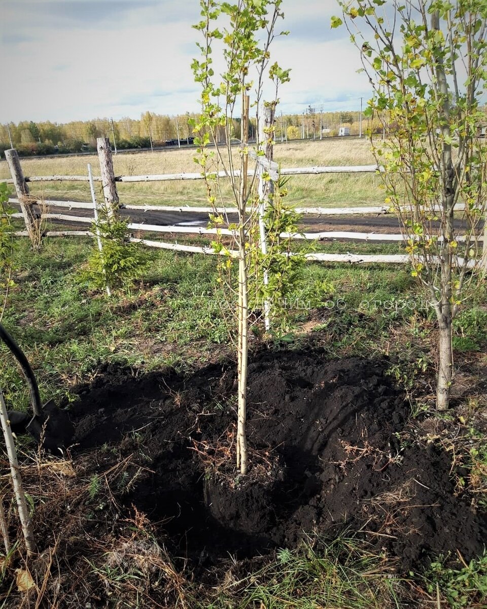 В прошлом году соседи посадил одну партию саженцев тополя, в этом году подсадили другие
