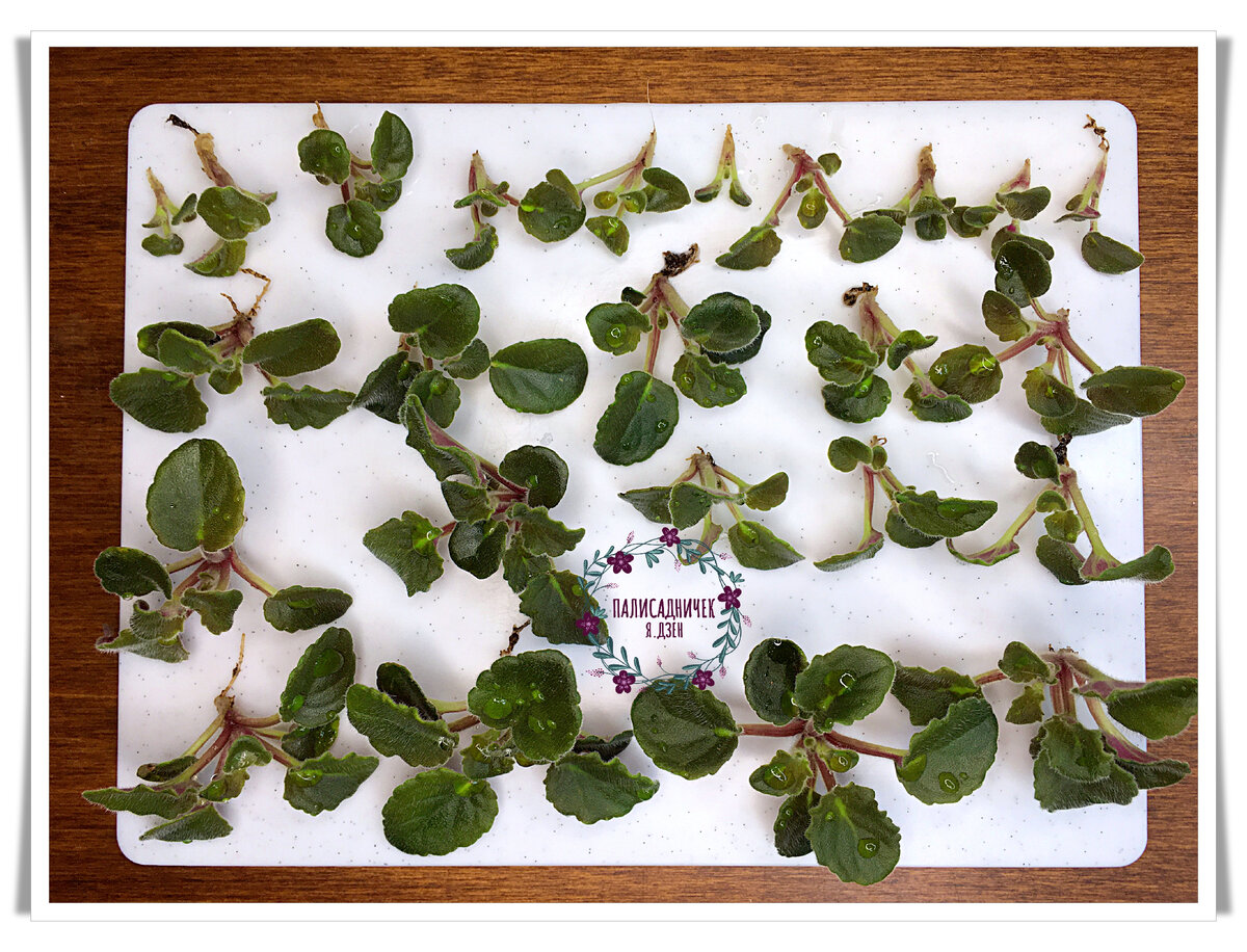 Это сейчас у меня каждый укоренённый листочек даёт с десяток деток, а раньше я и одной не могла добиться. Всё было без толку. Впрочем, как учили, так и делала. Вполне закономерным результат-то был.