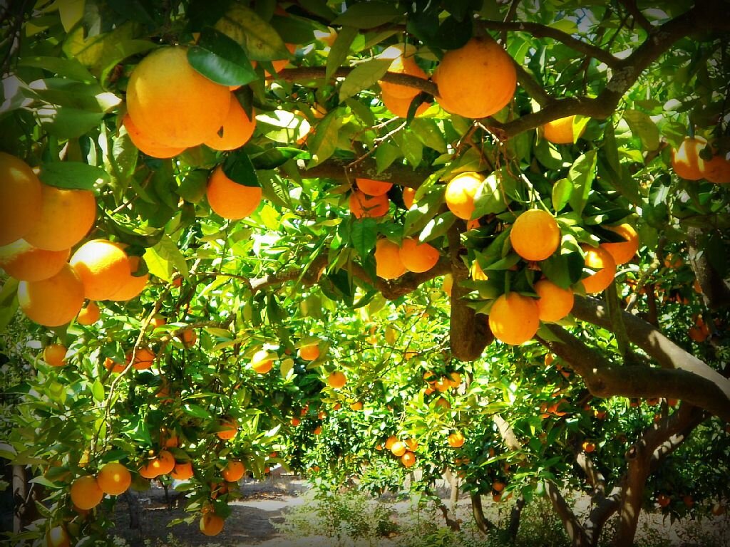 фото яндекс.картинки