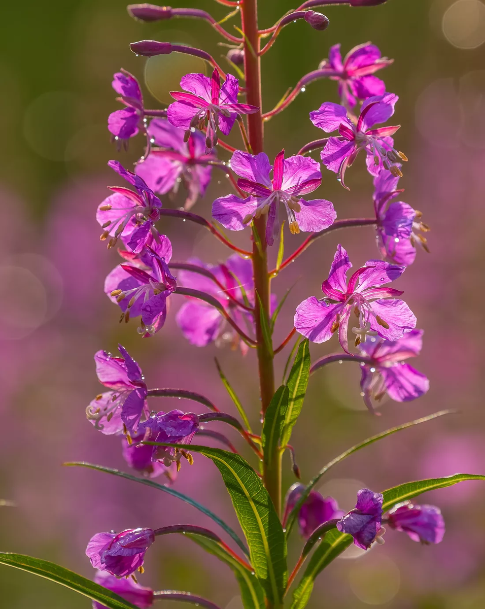 фото с интернета