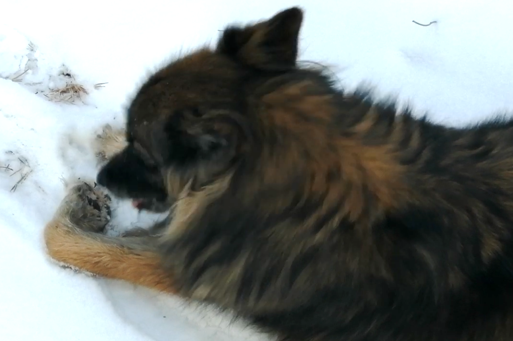 Галерея. Дара мучается с лапами