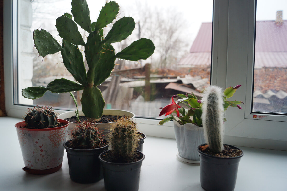 Мои кактусы