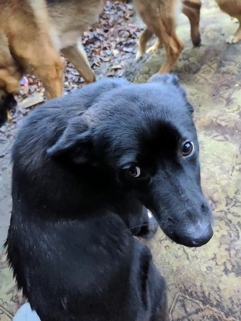 Чара уже устраивала попытку побега, но была поймана Ральфом) Здоровье, как и задние лапы еще хромают, но мы движемся вперёд!