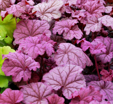 Фото на сайте. Надеюсь, и у меня будет такая!