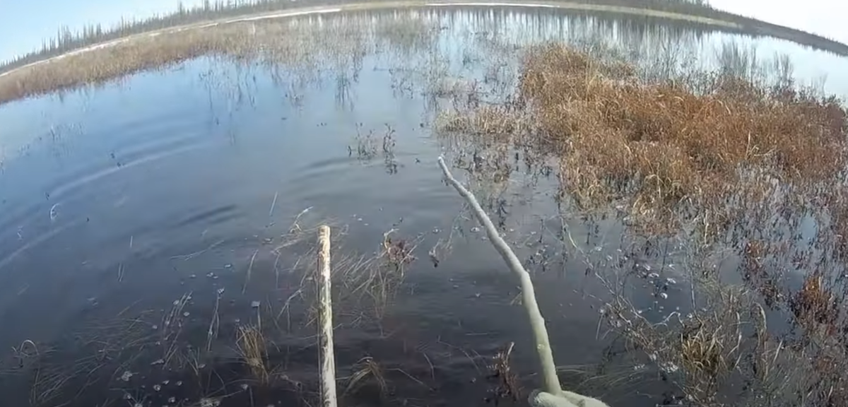 К палке привязывается блесна или балда с тройником, карась ловится багрением