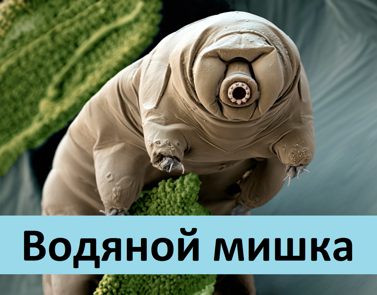 Водяной мишка 