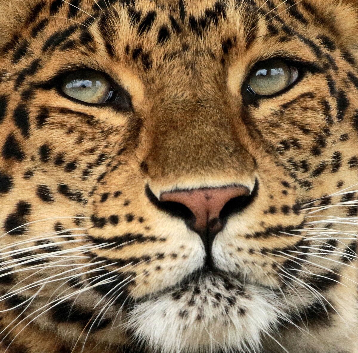 еверокитайский леопард ( Panthera pardus japonensis ) — подвид леопарда, обитающий в Северном Китае. Как и большинство азиатских подвидов, он классифицируется МСОП как находящийся под угрозой исчезновения.