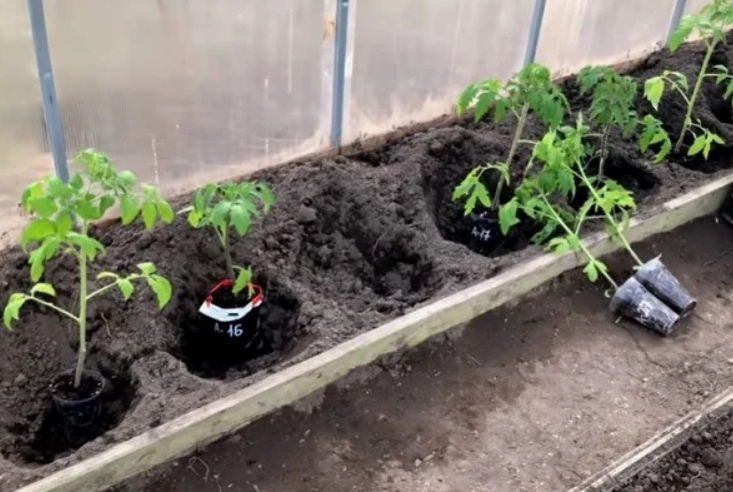 Мульчаграм в теплице. Посадка помидор под Мульчаграм. Посев томатов в 2024 году. Посадка томатов и свеклы.