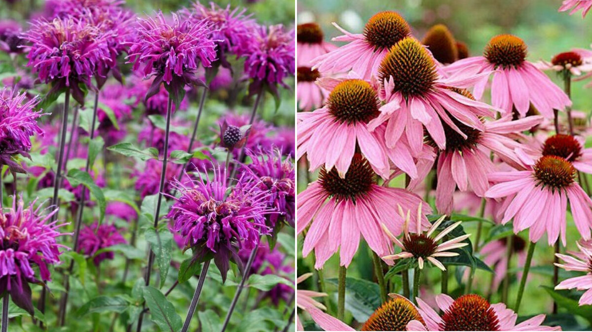 Para qué sirve la echinacea