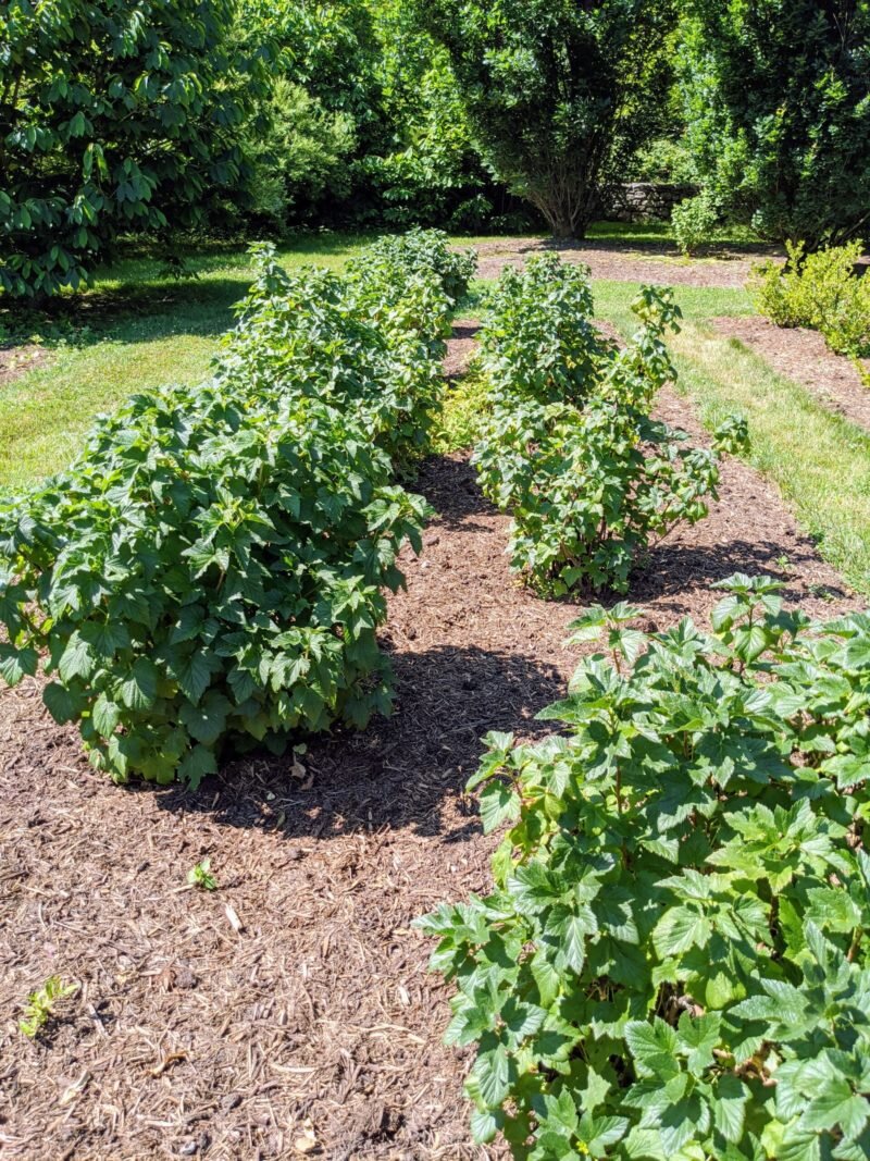 Смородина на участке