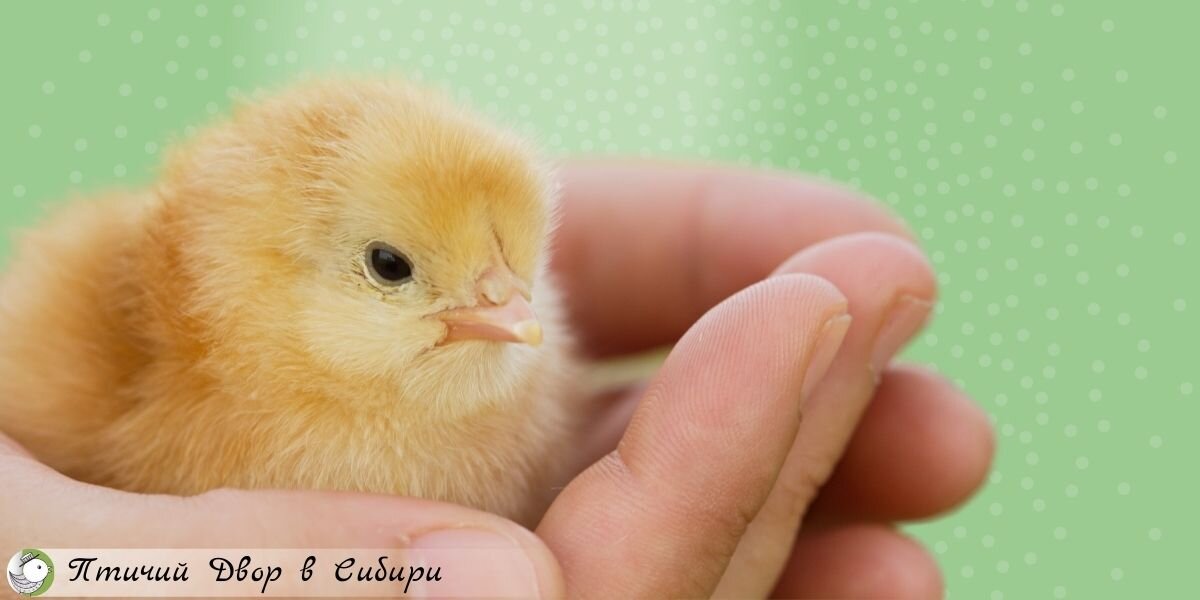 Когда выгоднее покупать цыплят в Сибири?