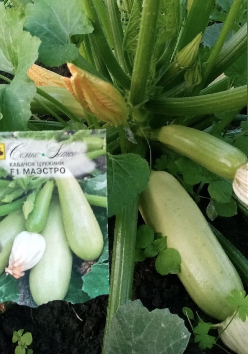 Кабачок маэстро F1 в завершении сбора осеннего сезона 2021