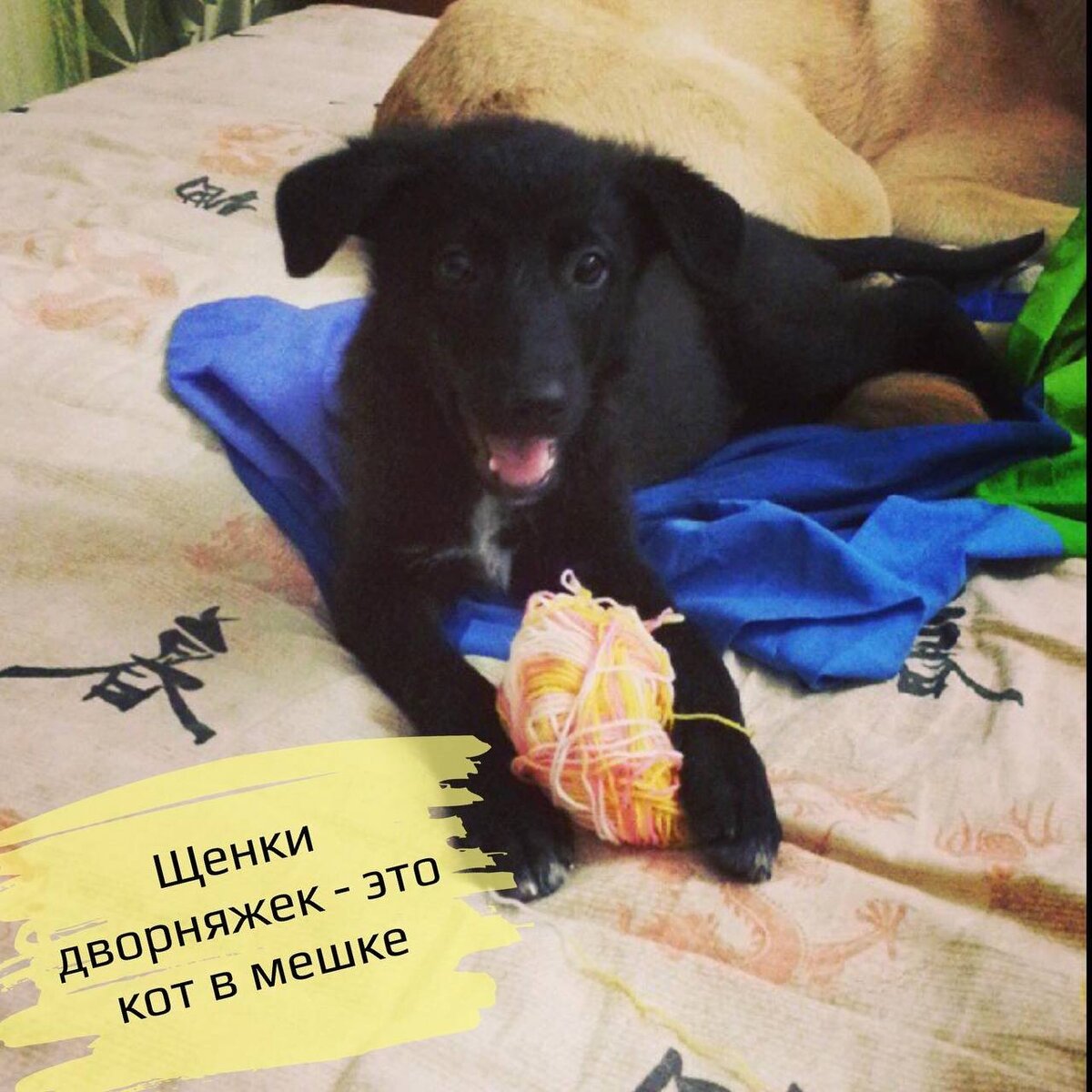 Щенки дворняжек - это кот в мешке 