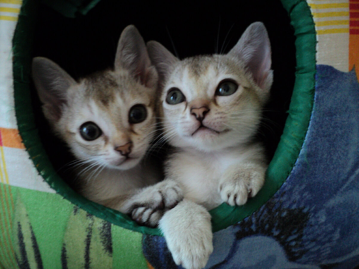 Из открытых источников