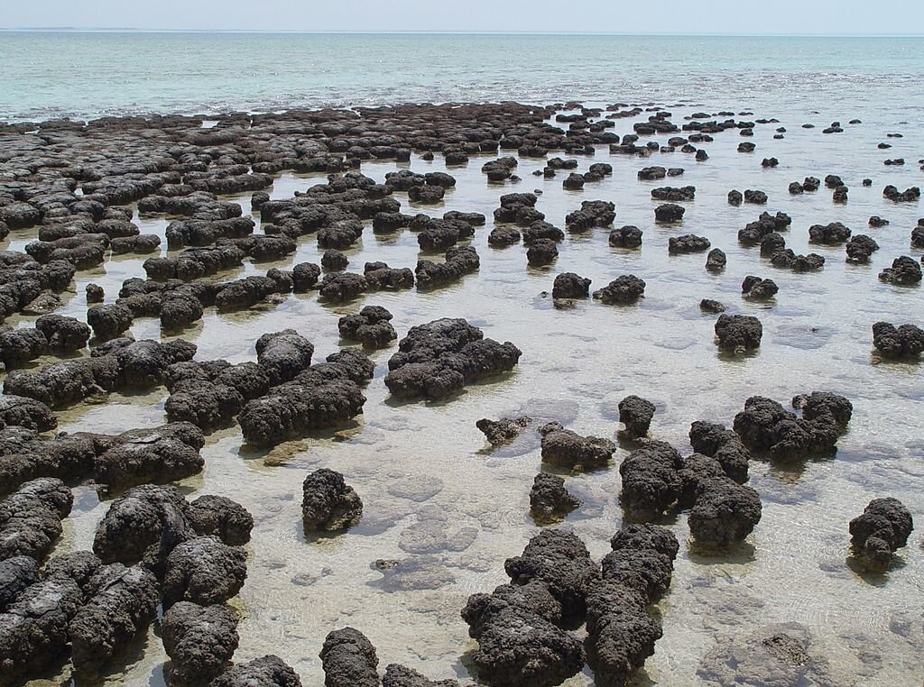 Автор фото: Kristina D.C. Hoeppner. CC BY-SA 2.0 Источник: https://www.atlasobscura.com/places/the-stromatolites-of-hamelin-pool-australia