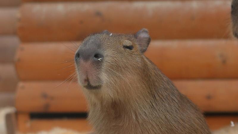    Фото: пресс-служба Ленинградского зоопарка