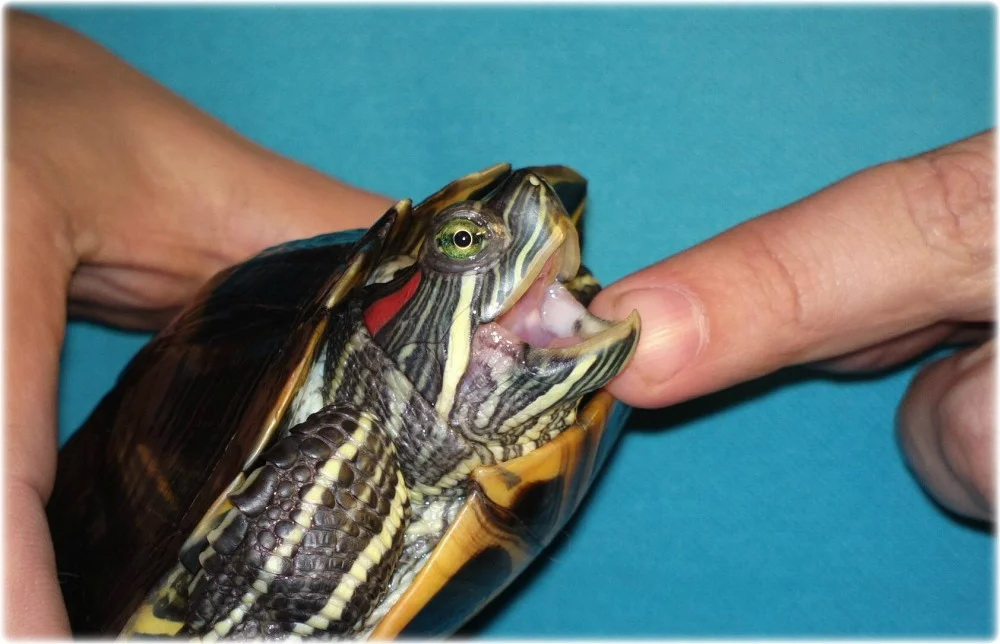 причины смерти красноухой черепахи