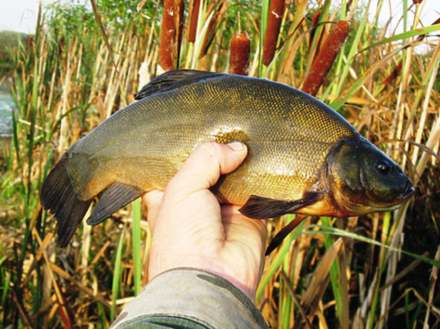 Фото с сайта: https://avatars.mds.yandex.net