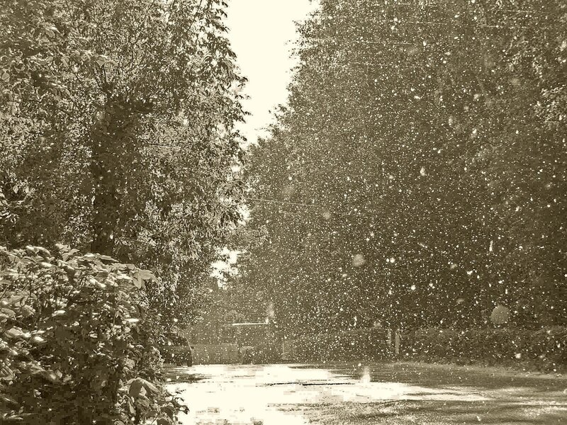 Тополиный пух. Автор Zubilo. Источник https://club.foto.ru/gallery/photos/439651.