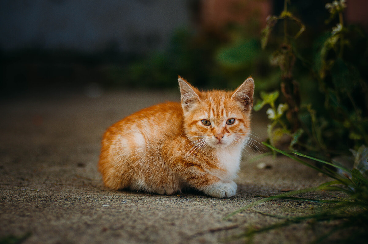 Уличный котенок