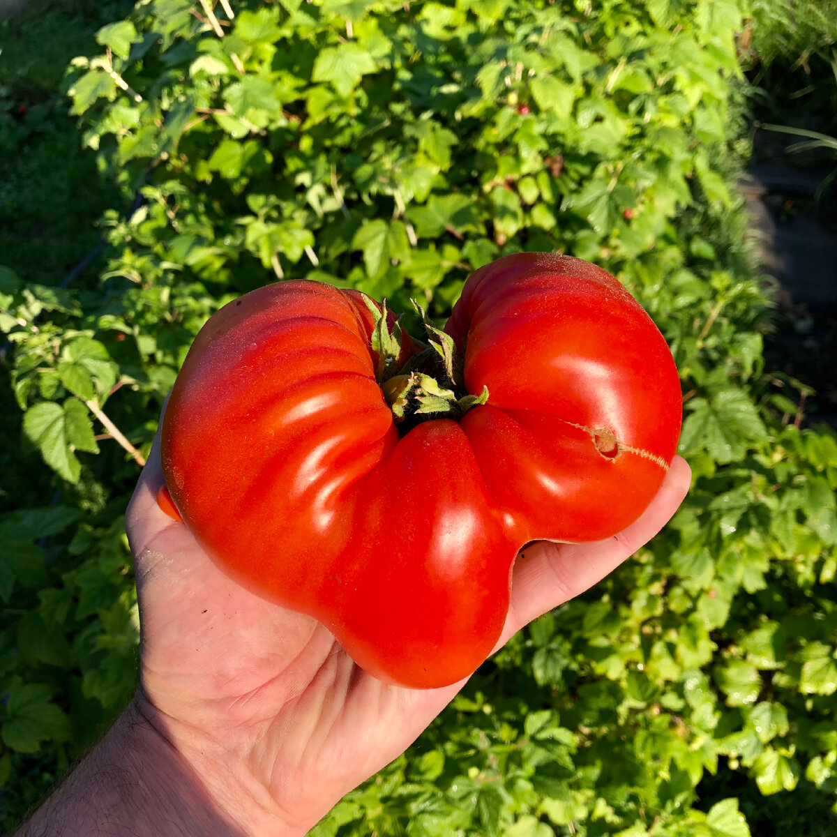 фото томата бычье сердце