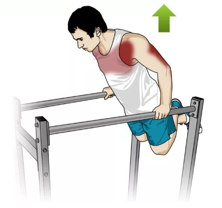 Мышцы задействованные при отжимании на брусьях