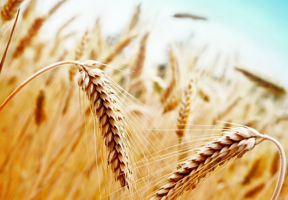 инвестировать в сельское хозяйство. зеленые технологии в сельском хозяйстве. сельскохозяйственное страхование презентация. страхование урожая сельскохозяйственных культур. национальный союз агростраховщиков (нса).