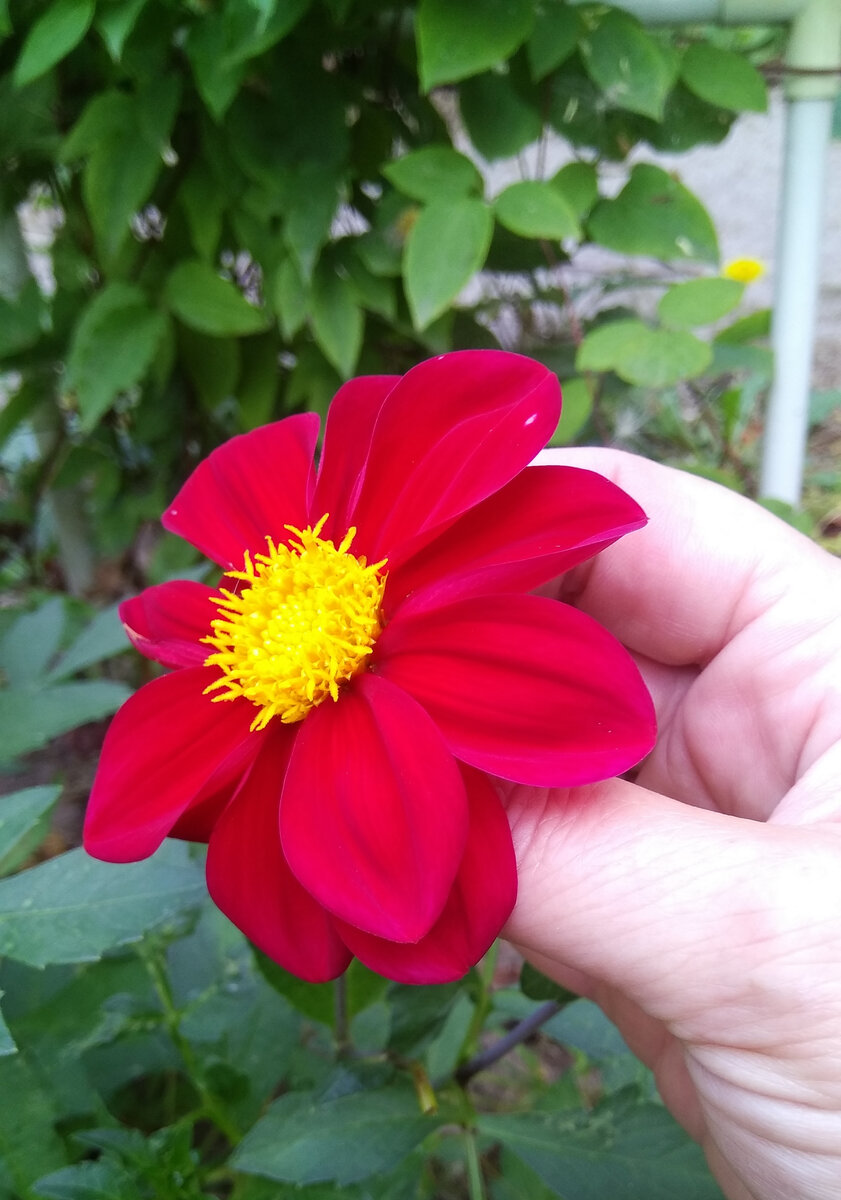  Первый раз встречаюсь с тем, когда растение изменило окрас цветков кардинально. Если в начале цветения цветки были насыщенного красного цвета, то на днях увидела цветок почти черного цвета.