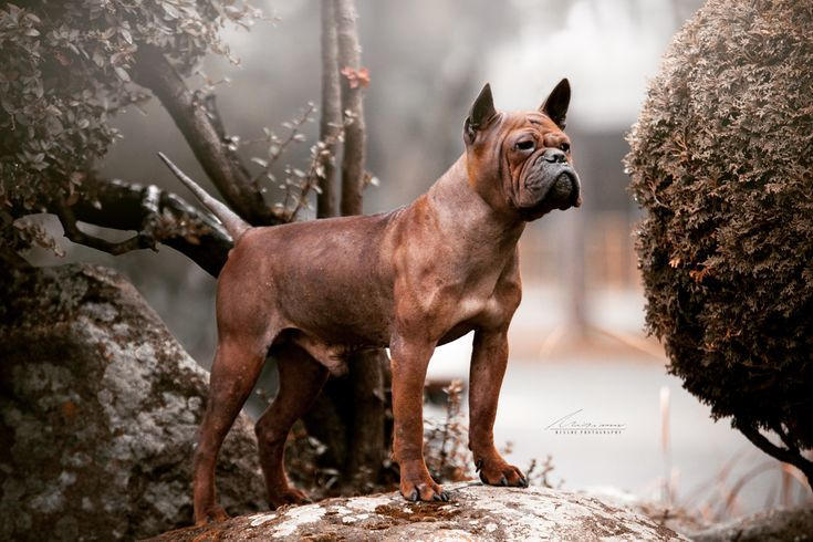 Вот уж точно у кого хвост пистолетом. 