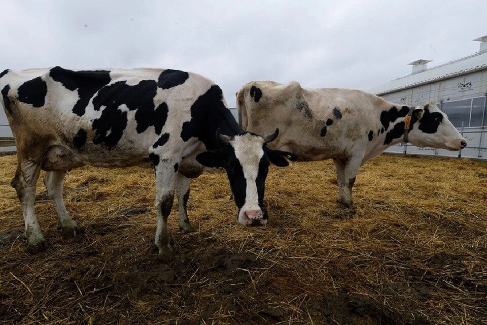     В одном из районов Новосибирской области ввели карантин из-за бешенства. Михаил ФРОЛОВ