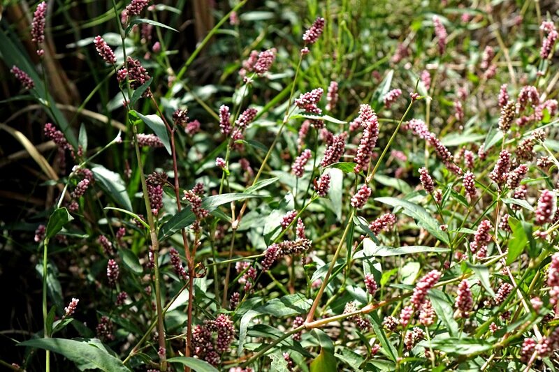 Почечуйная трава. Горец почечуйный. Горец почечуйный (Polygonum Persicaria). Горец почечуйный, гречишка почечуйная. Геморройная трава Горец почечуйный.