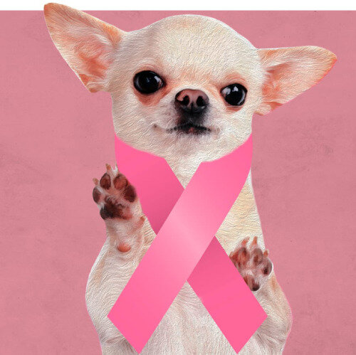 Симптомы онкологических заболеваний у собак