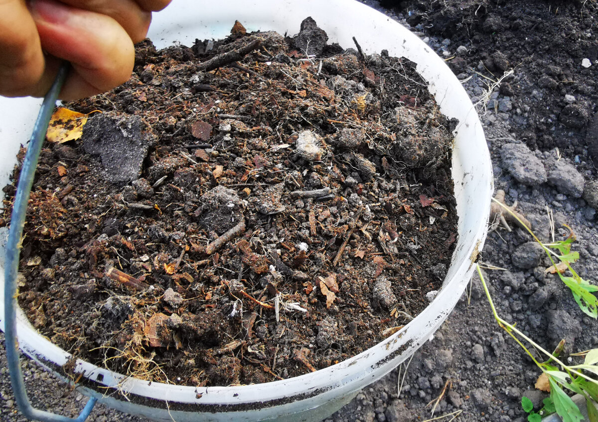 В грядку под помидоры уже сейчас вношу «ключ жизни». Заранее устраняю ...