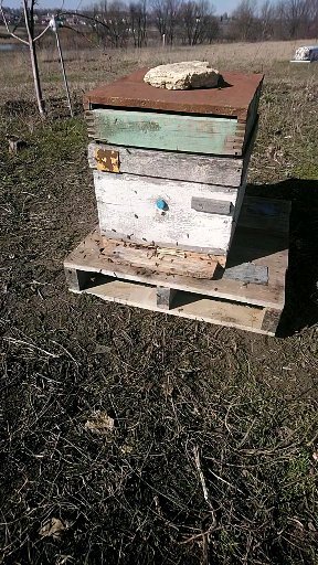 Улей рута, подаренный с пчелами