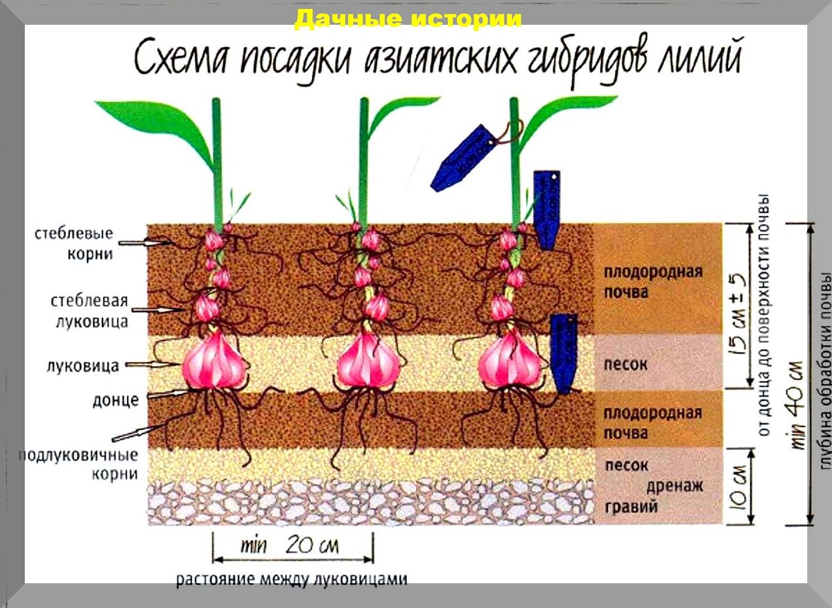 Посадка лилий осенью в открытый грунт. Схема посадки лилий. Глубина посадки лилии в открытый грунт. На каком расстоянии сажать лилии. Глубина посадки лилий осенью.