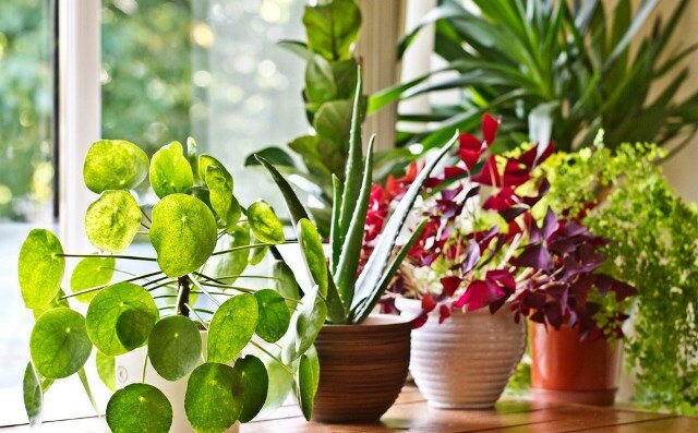 Лучшие домашние растения для уюта и здоровья