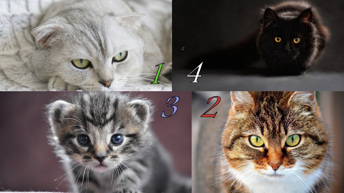 Выберите Кошку