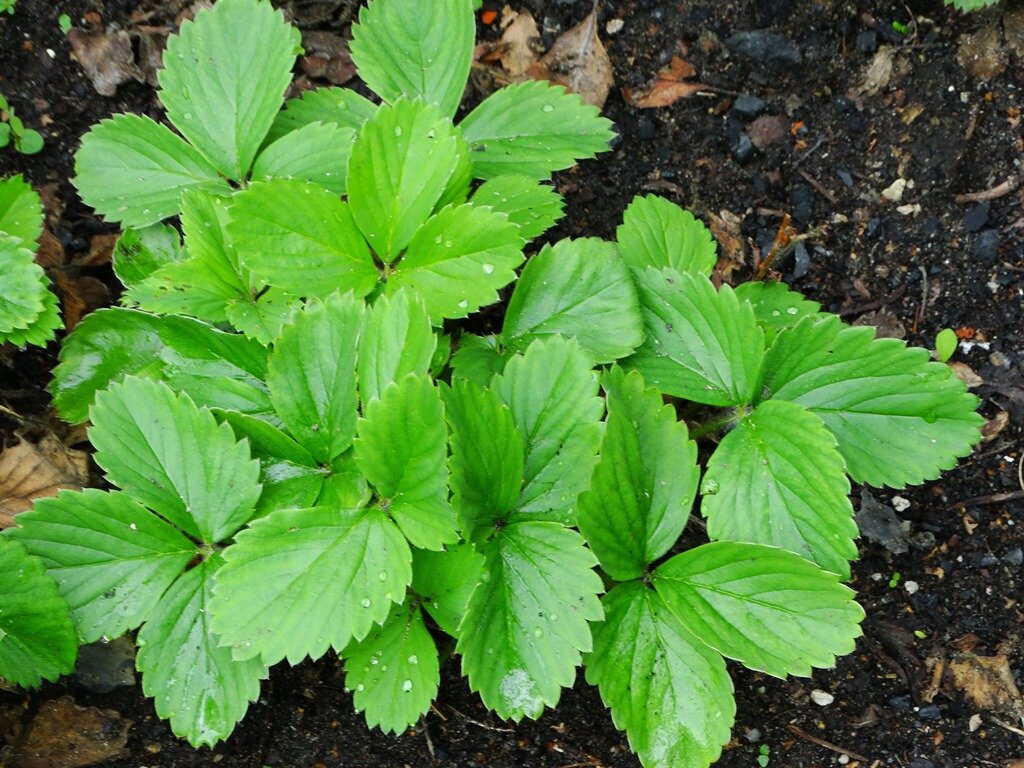 Клубника на приусадебном участке. Фото из личного архива авторов канала