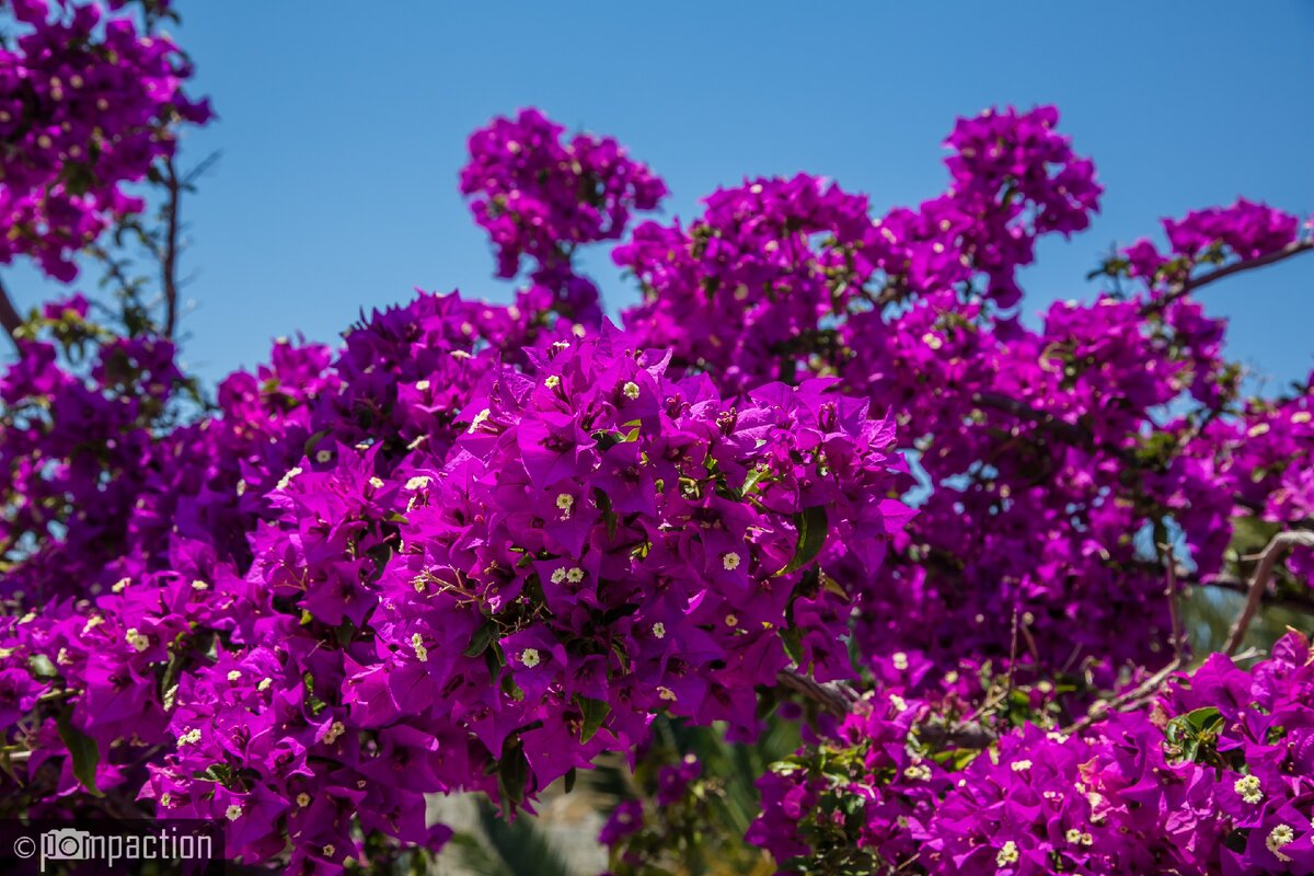 И солнечно, и цветы красивые