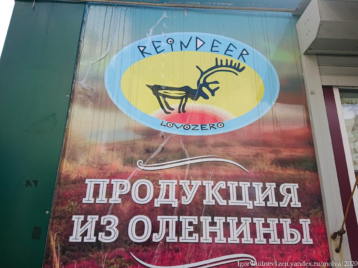 Производит оленину местная ловозерская компания