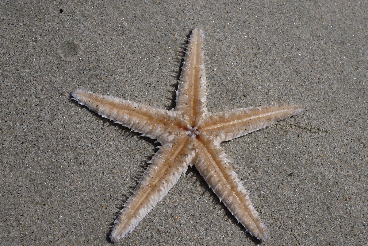 Рост морской звезды. Морская звезда Хургада. Пресноводные морские звезды. Лицо морской звезды. Рыба морская звезда.