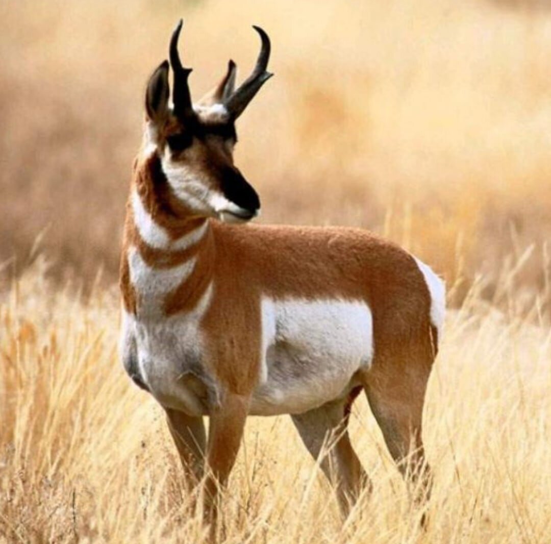 На втором месте — антилопа вилорогая благодаря зафиксированному скоростному рекорду – 85,5 км/ч, хотя ее обычный средний показатель скорости — до 65 км/ч и расстояние, которое она способна пробежать при такой нагрузке — 6 км. Так что эта грациозная антилопа легко может спастись от гепарда «бегством», тем более что в длительном отдыхе она не нуждается. Вилорог способен перепрыгнуть препятствия до 2 метров в высоту и 6 метров в длину, но в целом он предпочитает обходить их.