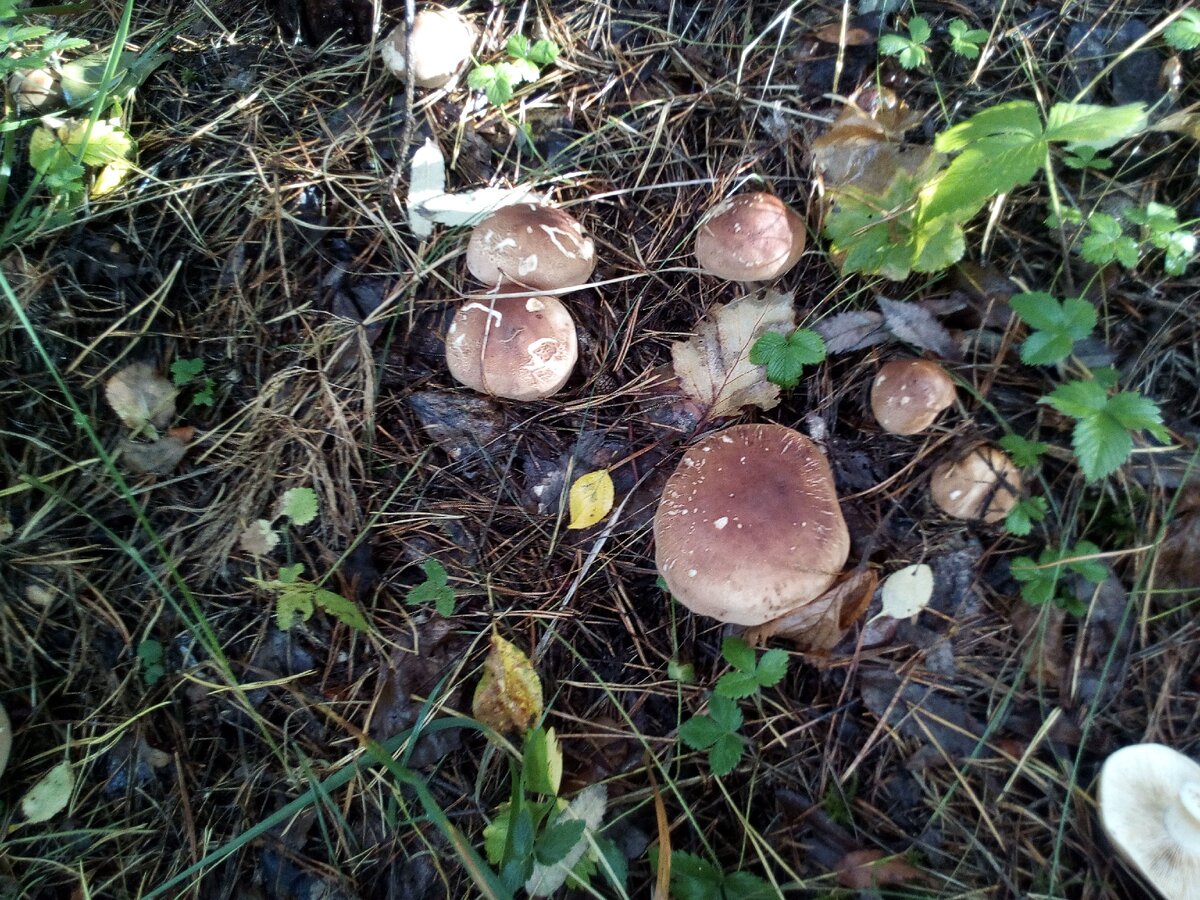 Это не царский гриб, кто знает название и съедобен или нет, пишите в комментарии. Фото из личного архива