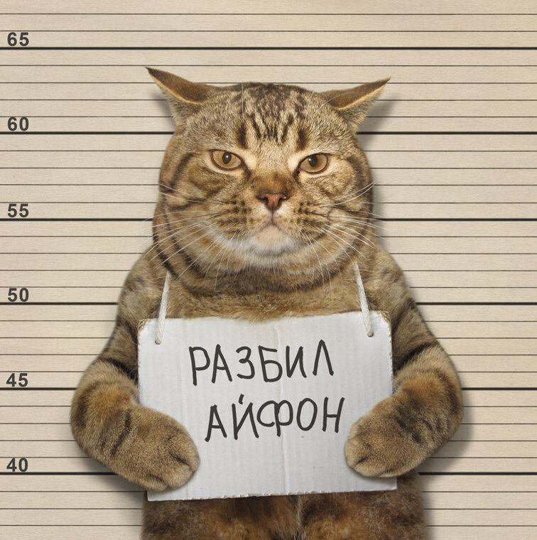 Кот погрязший в кредитах