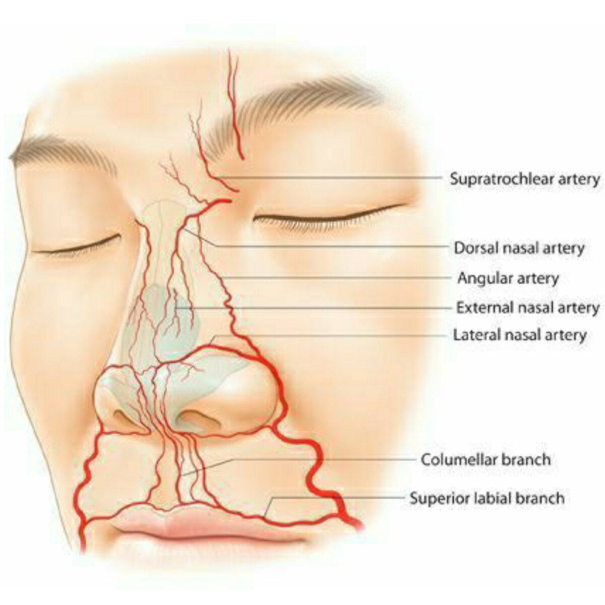 Как сузить сосуды в носу. Дорсальная артерия носа анатомия. Наружный нос кровоснабжение анатомия. Кровоснабжение носа анатомия. Сосуды наружного носа анатомия.